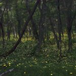Mt. Oritsume Glows by Light of Himebotaru Fireflies in Iwate Prefecture ...